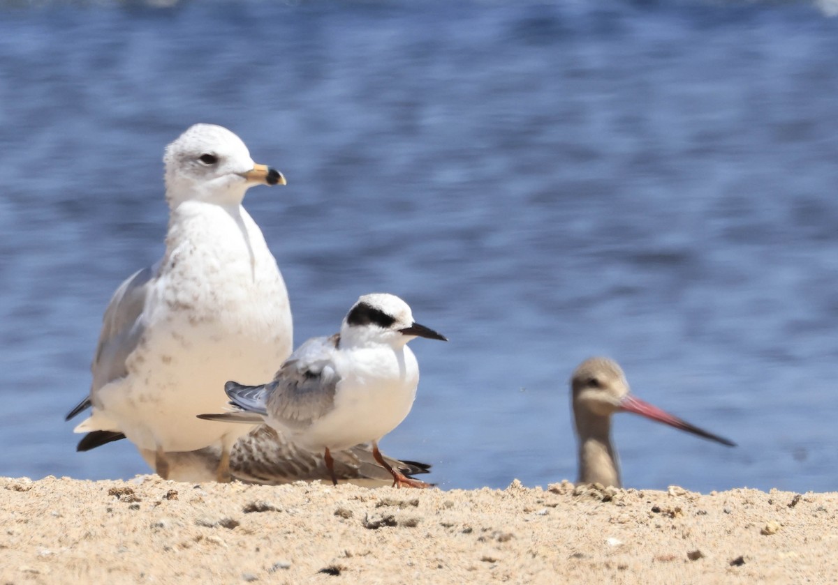 Forster's Tern - ML640455567