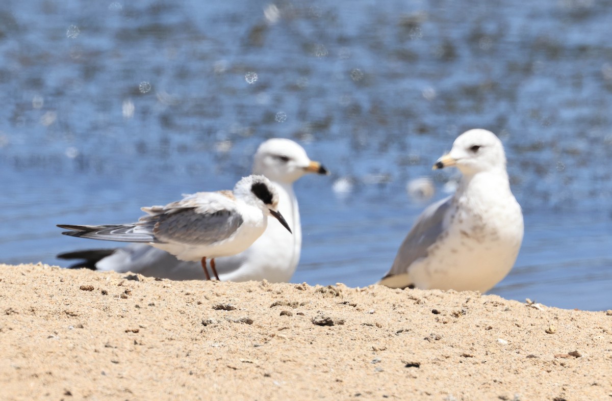 Forster's Tern - ML640455568