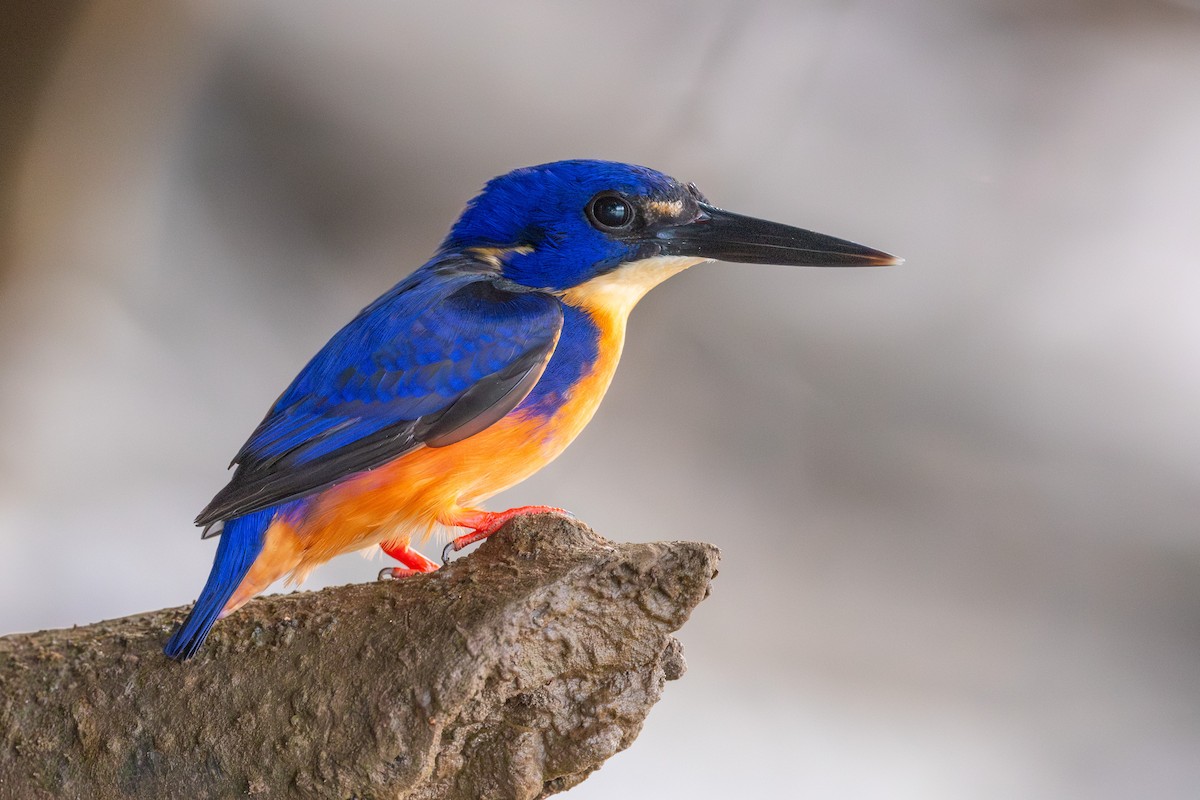 Azure Kingfisher - ML640455649