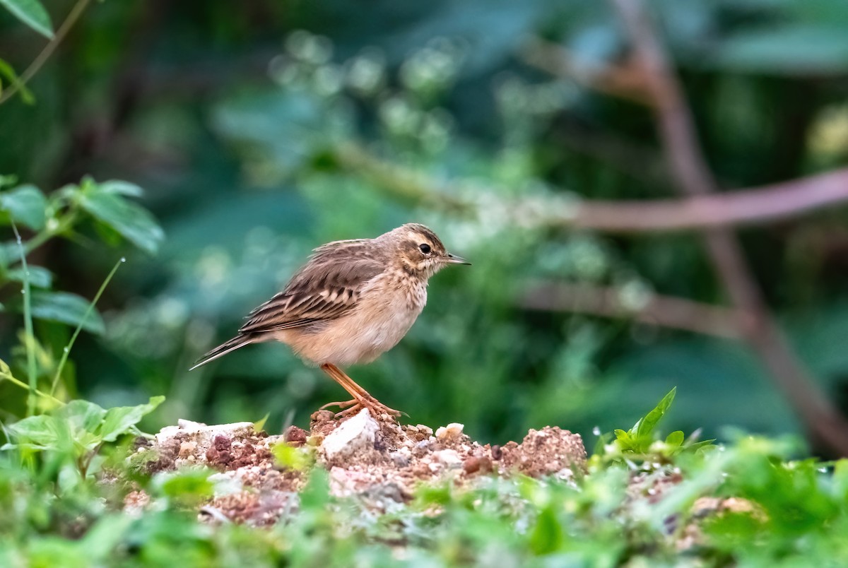 Blyth's Pipit - ML640455678