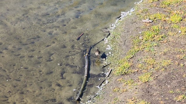 Einsiedelwasserläufer - ML640455715