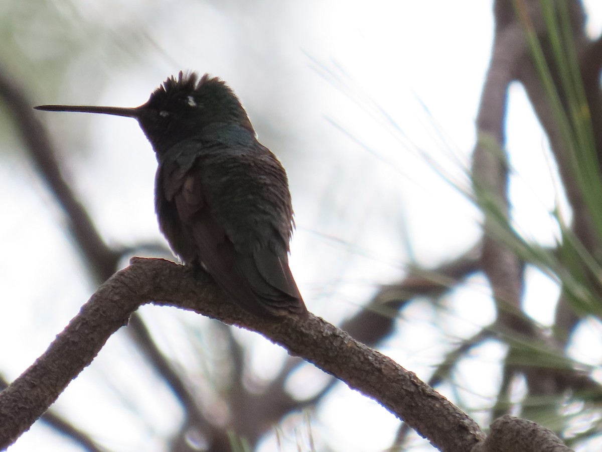 Rivoli's Hummingbird - ML640455743