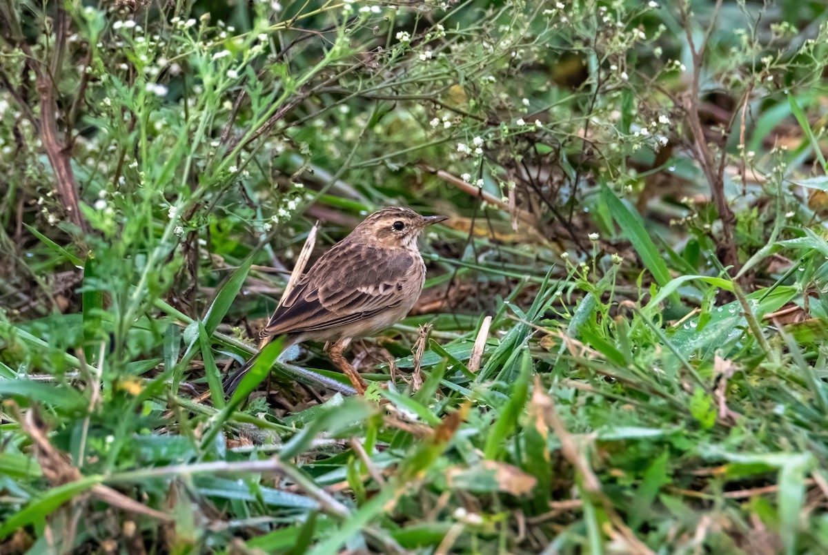 Blyth's Pipit - ML640455753