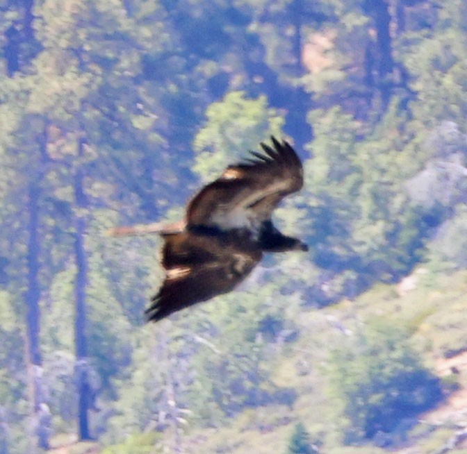 Bald Eagle - ML640455765