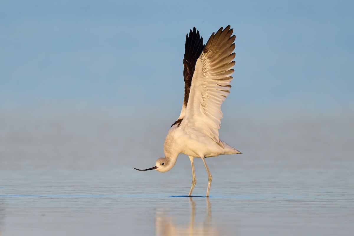 American Avocet - ML640455770