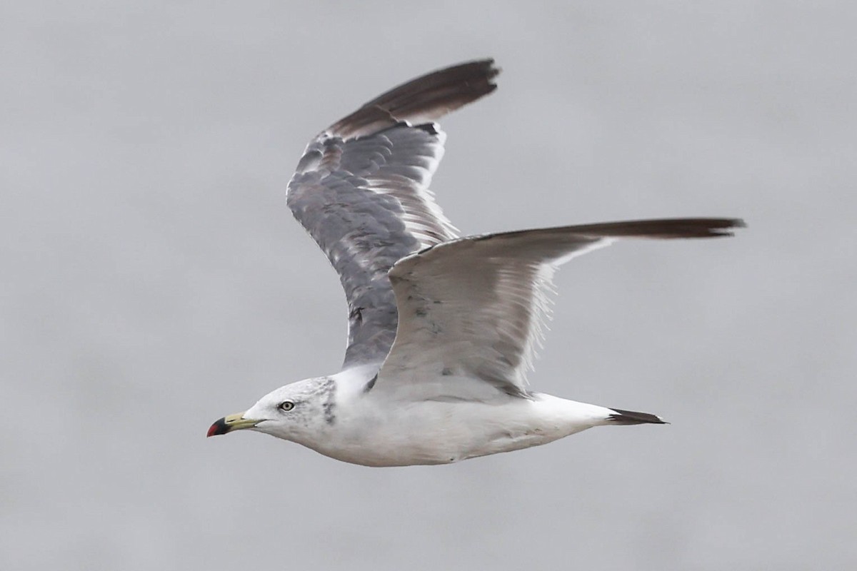 Хар сүүлт цахлай - ML640455828