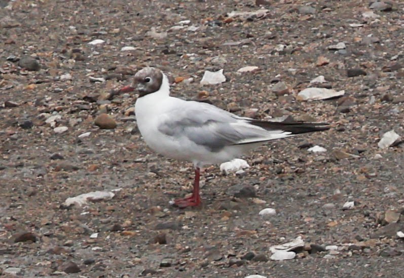 Хүрэн толгойт цахлай - ML640455849