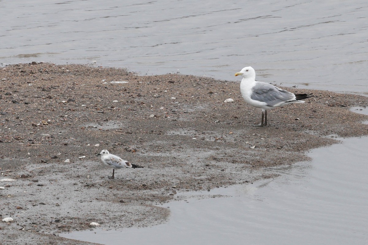 Saunders's Gull - ML640455900
