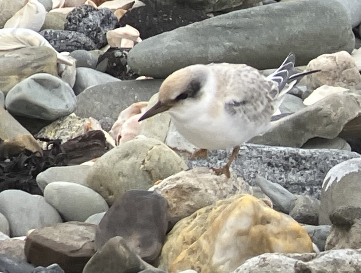 Least Tern - ML640455999