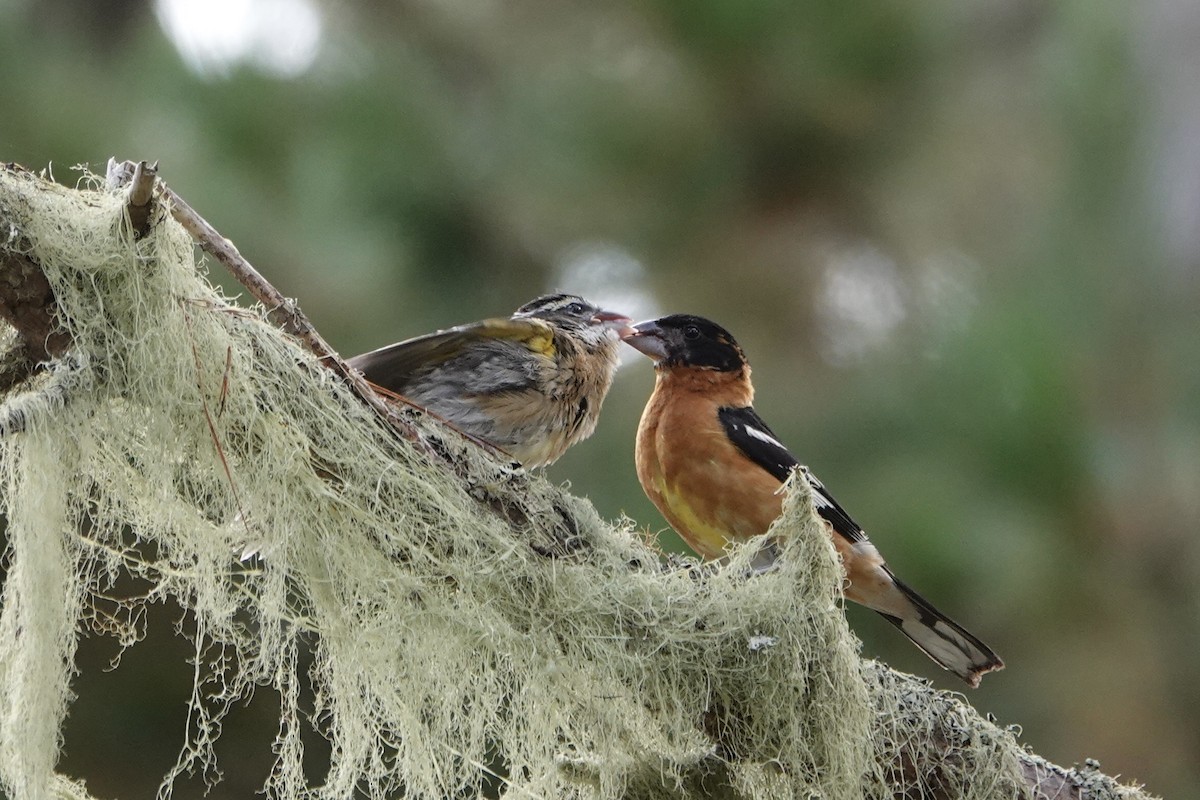 Black-headed Grosbeak - ML640456028