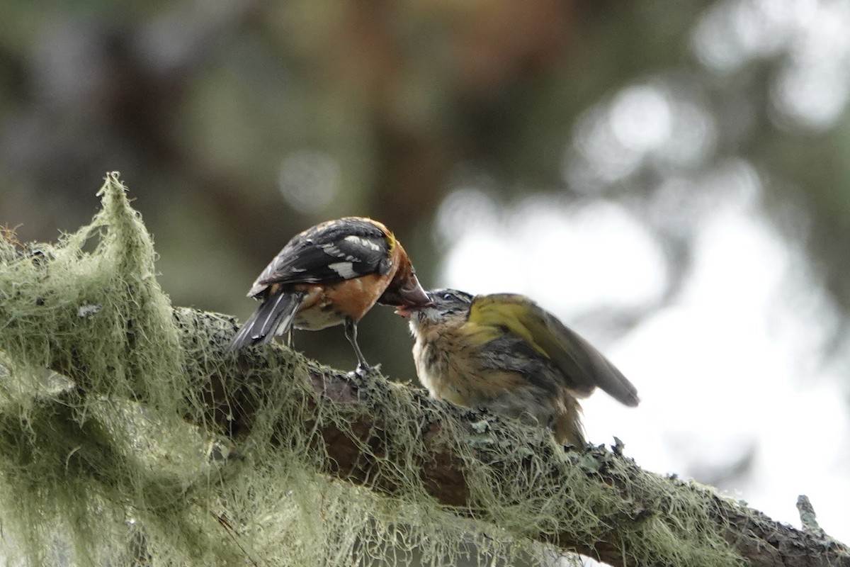 Black-headed Grosbeak - ML640456045