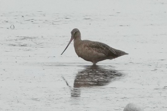 Marbled Godwit - ML640456047