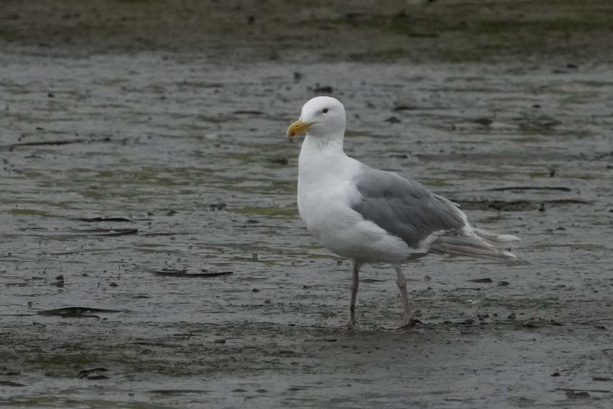 Glaucous-winged Gull - ML640456052