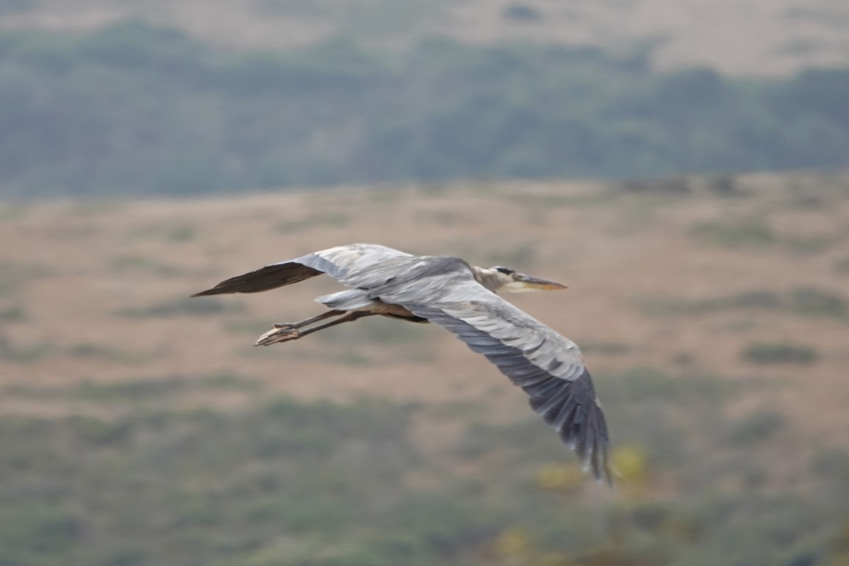 Great Blue Heron - ML640456053