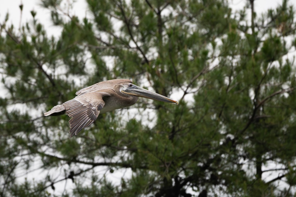 Brown Pelican - ML640456056