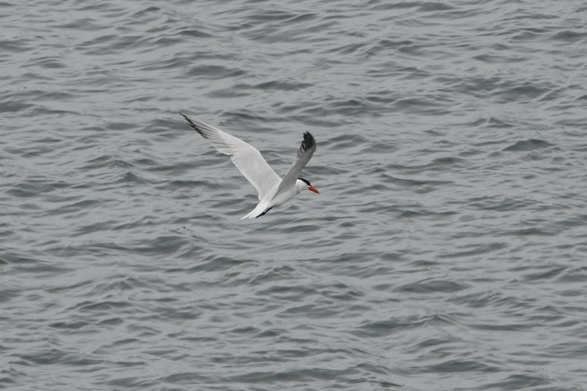 Caspian Tern - ML640456059