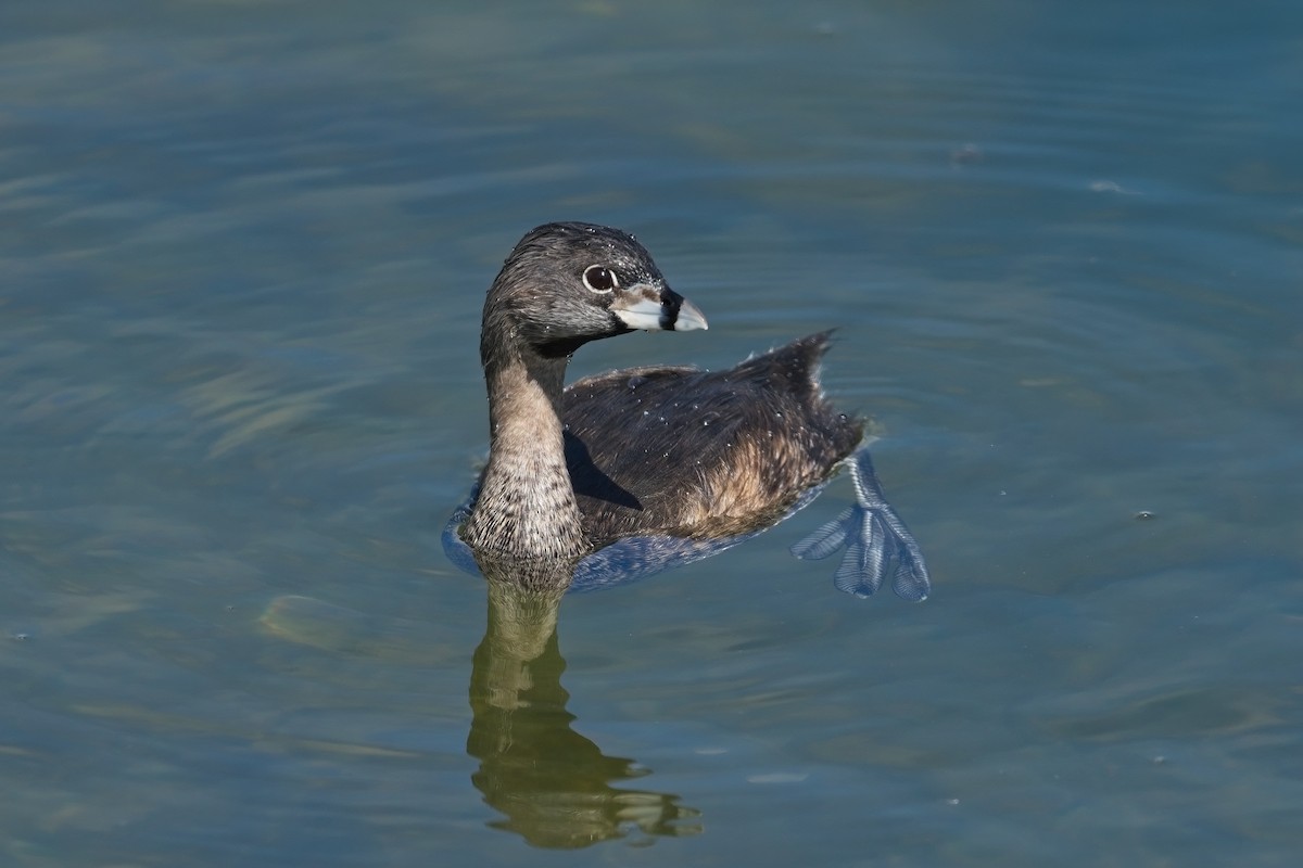 Pied-billed Grebe - ML640456065