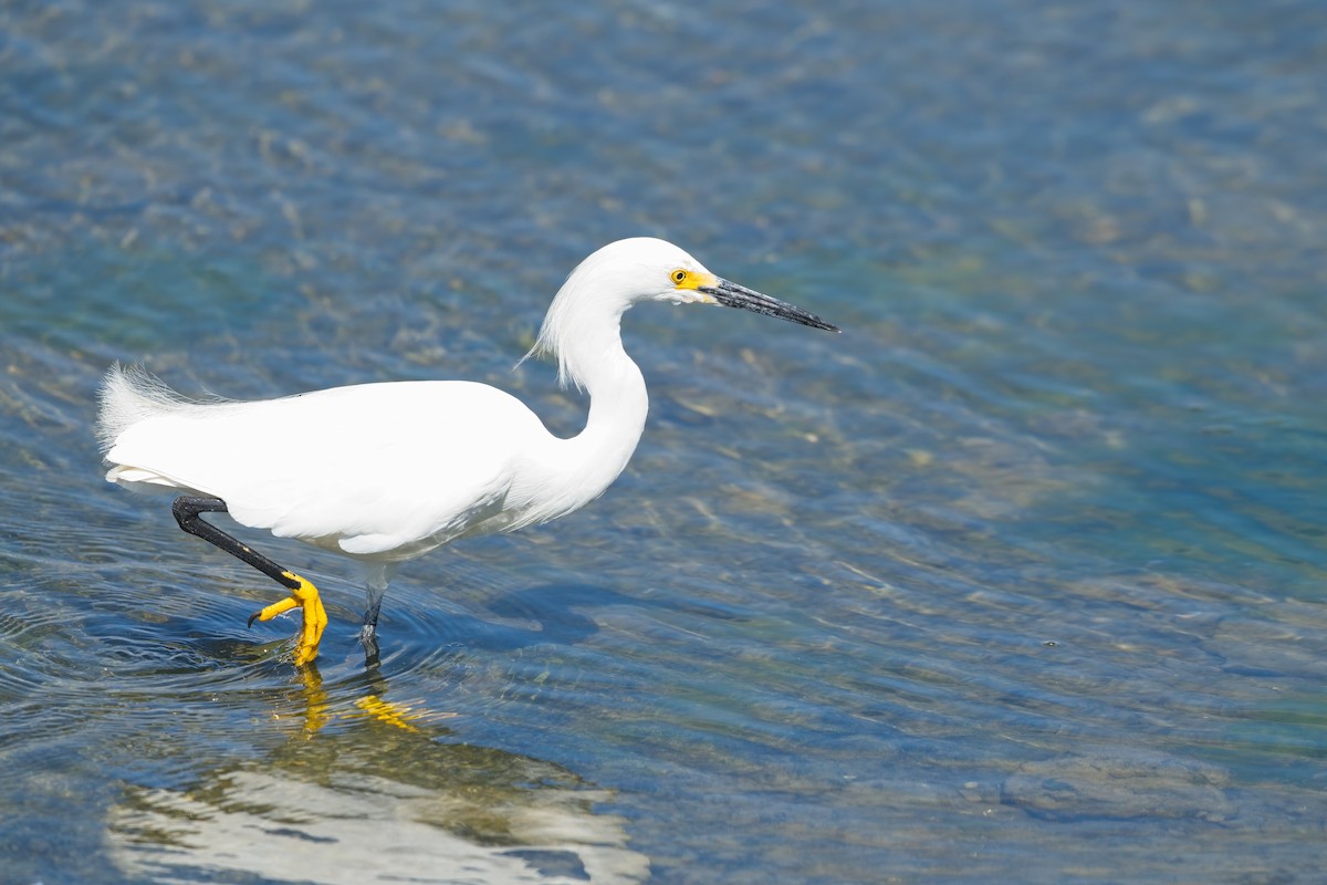 Snowy Egret - ML640456066