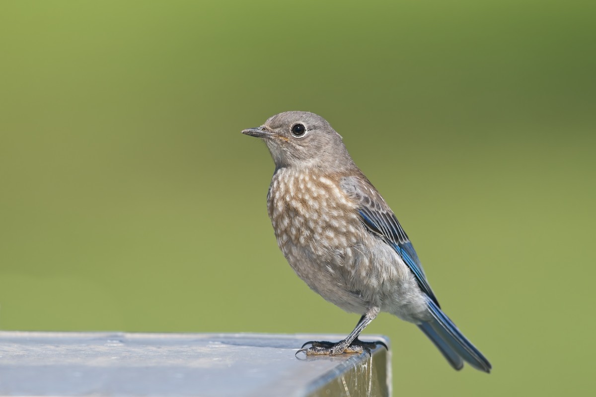 Western Bluebird - ML640456068