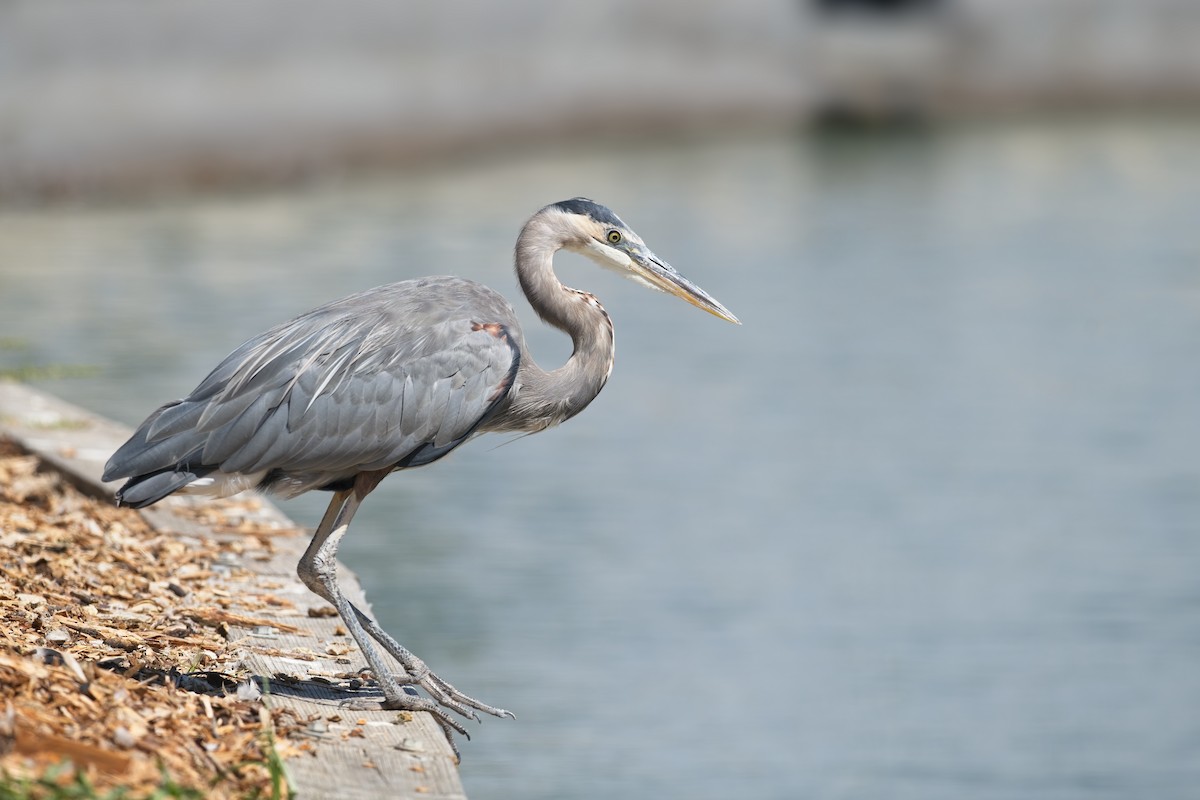 Great Blue Heron - ML640456070