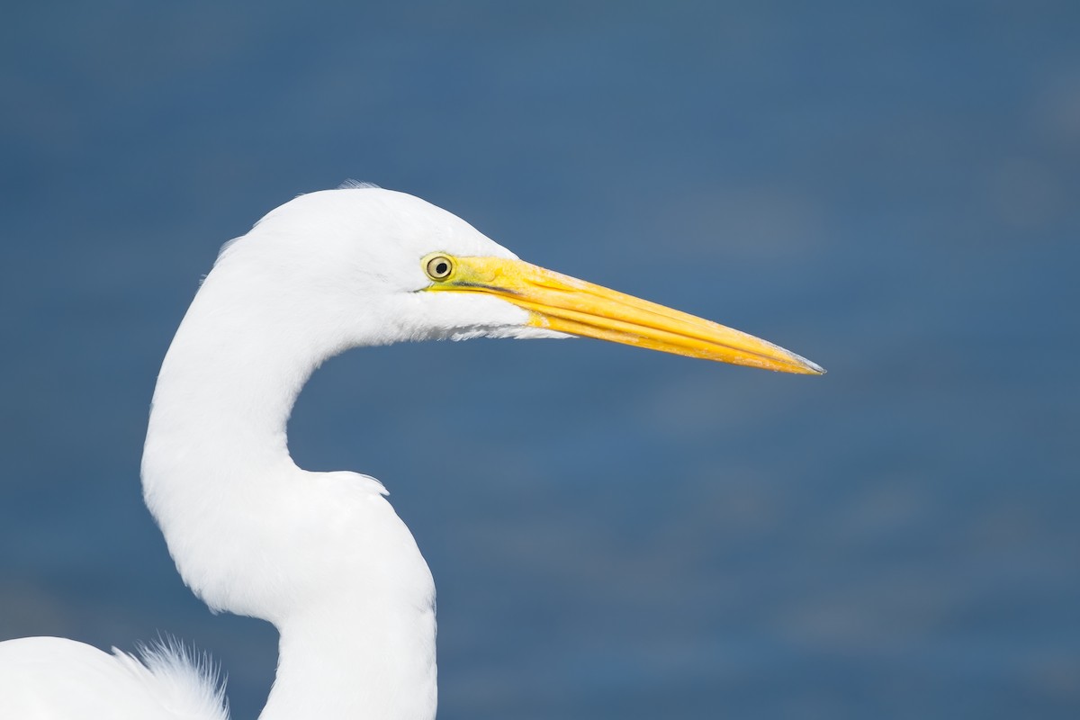 Great Egret - ML640456076