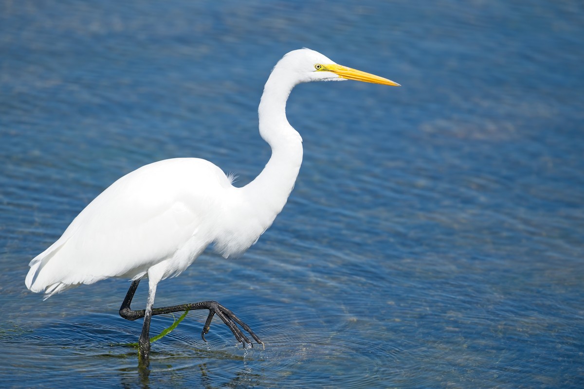 Great Egret - ML640456077
