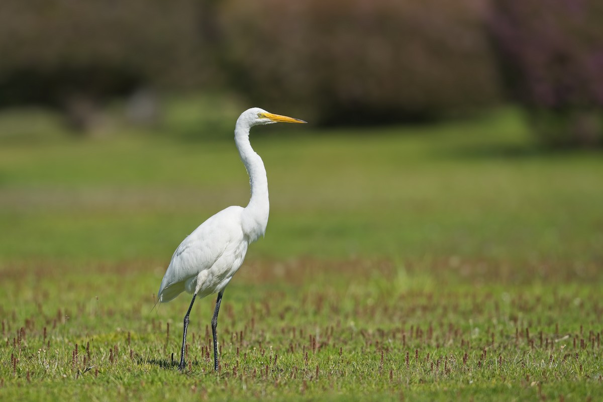 Great Egret - ML640456078