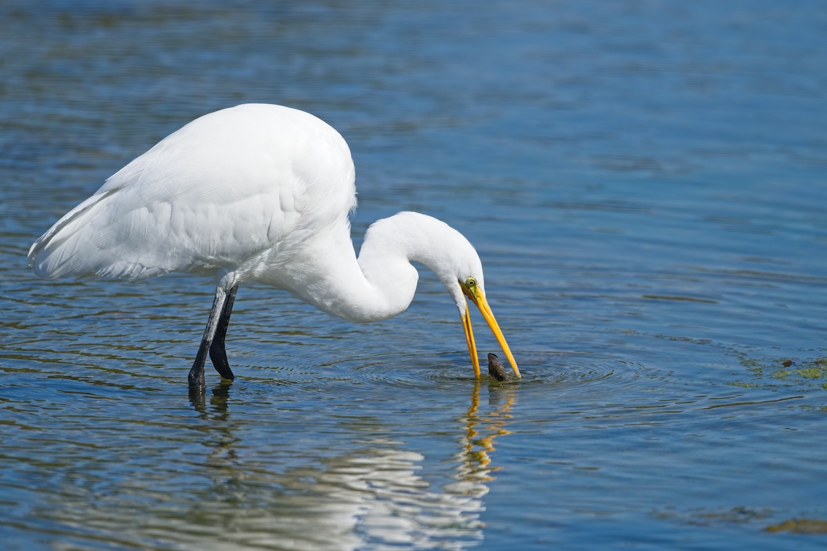 Great Egret - ML640456079