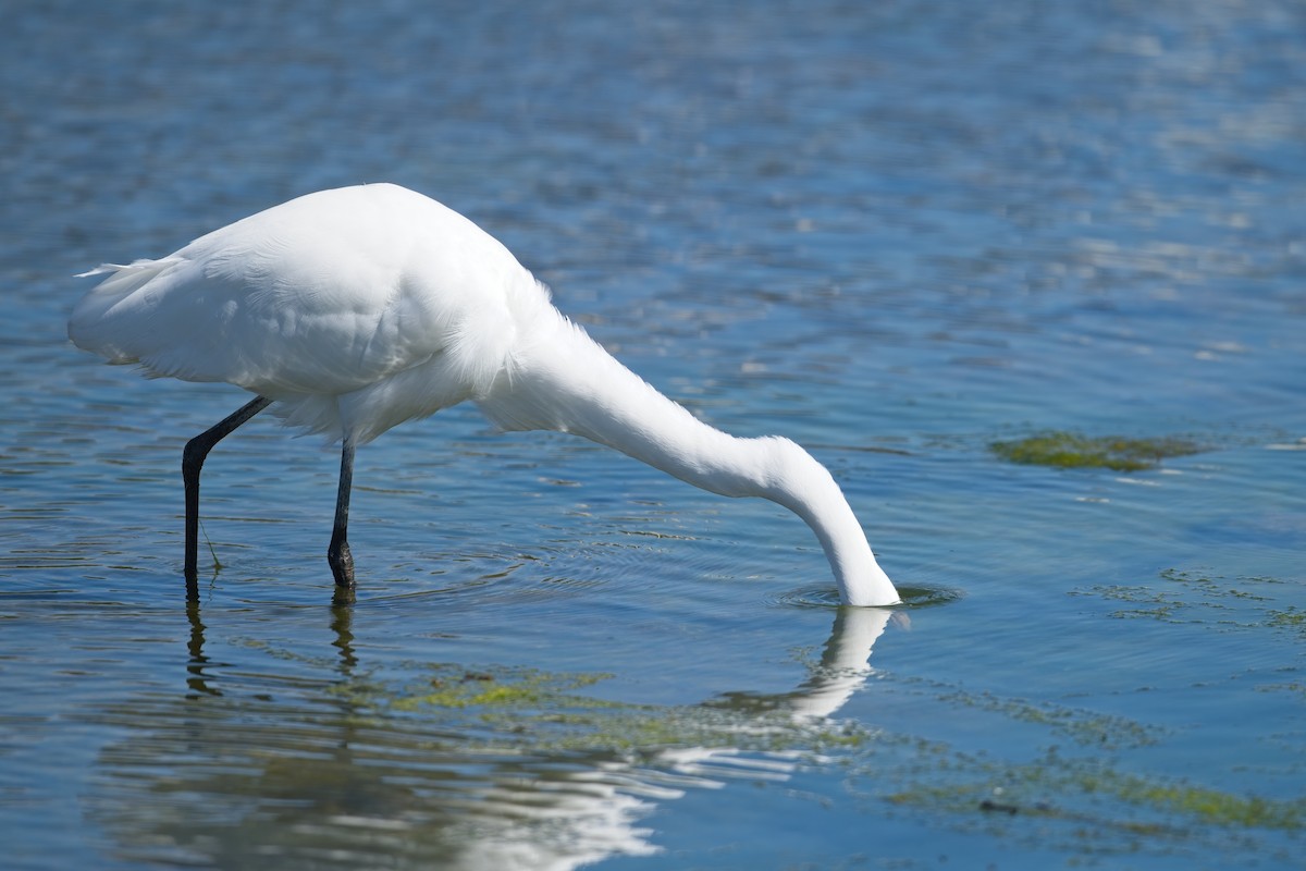 Great Egret - ML640456080