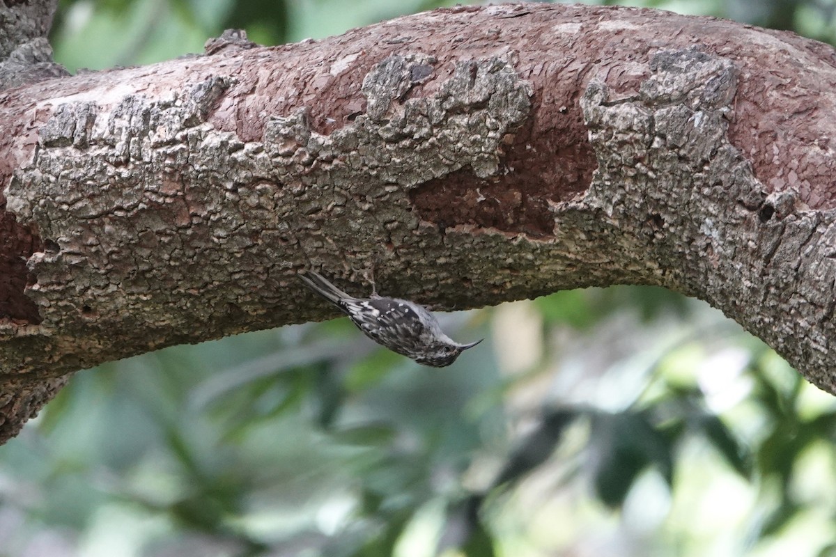 Brown Creeper - ML640456119
