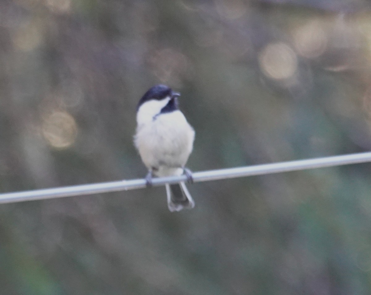 Black-capped Chickadee - ML640456127