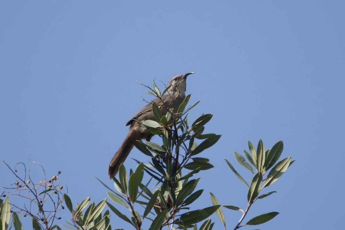 California Thrasher - ML640456134