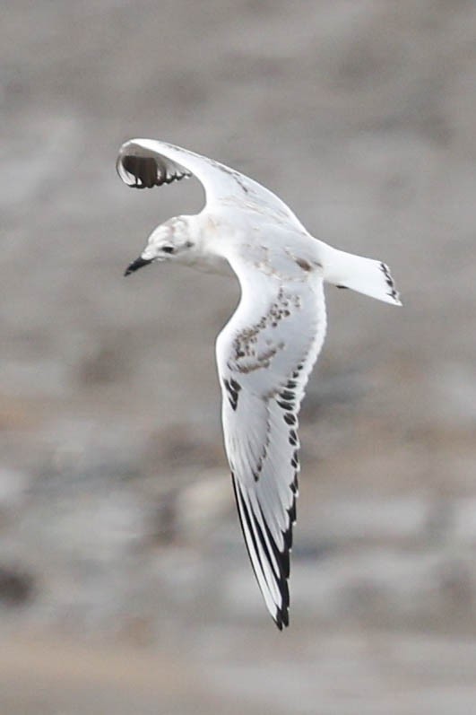 Saunders's Gull - ML640456161