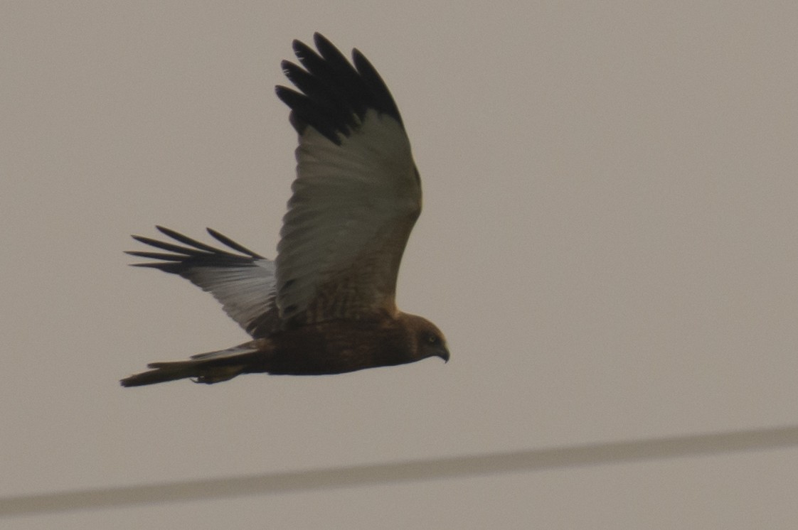 Western Marsh Harrier - ML640456180