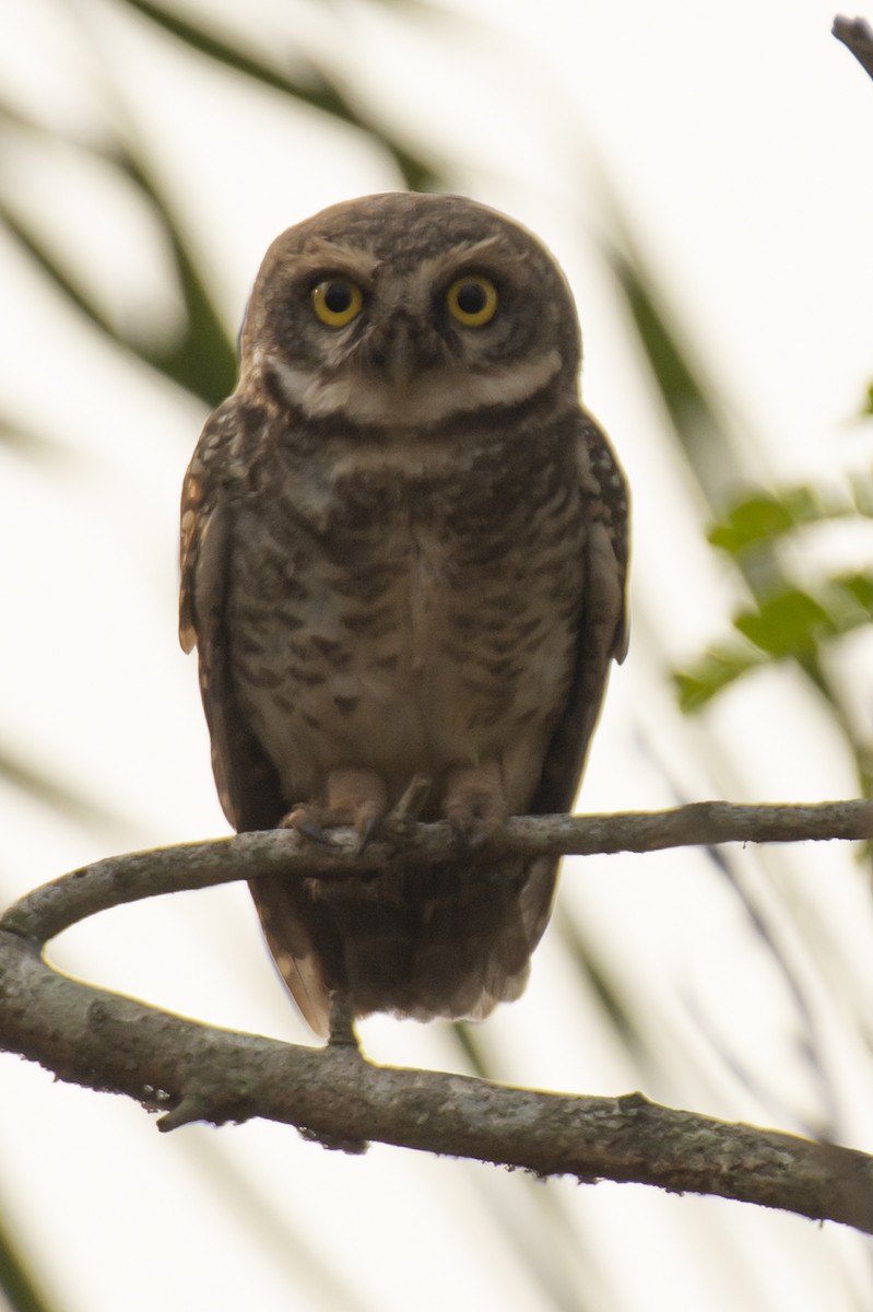 Spotted Owlet - ML640456183