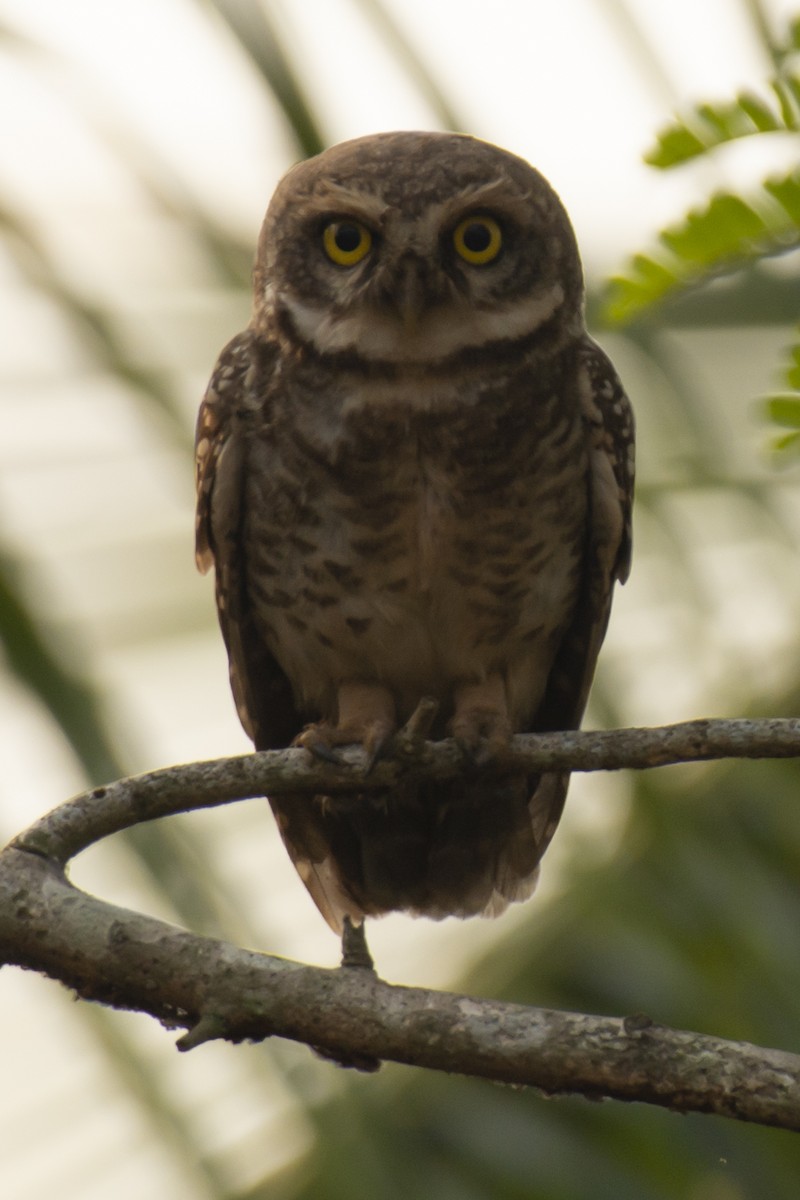 Spotted Owlet - ML640456184