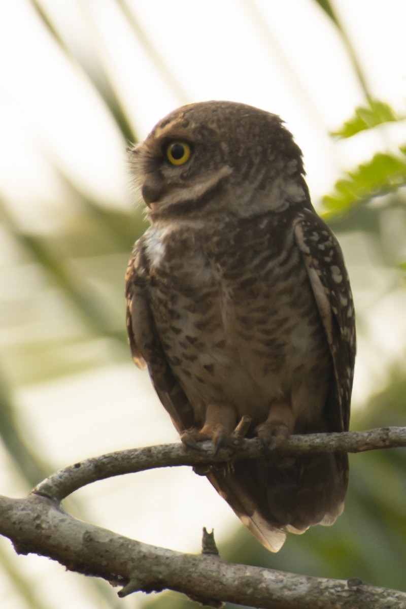Spotted Owlet - ML640456186