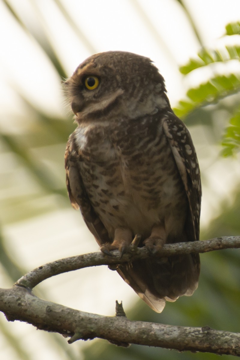 Spotted Owlet - ML640456187