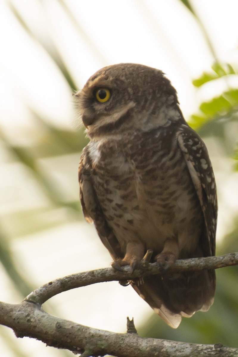 Spotted Owlet - ML640456188