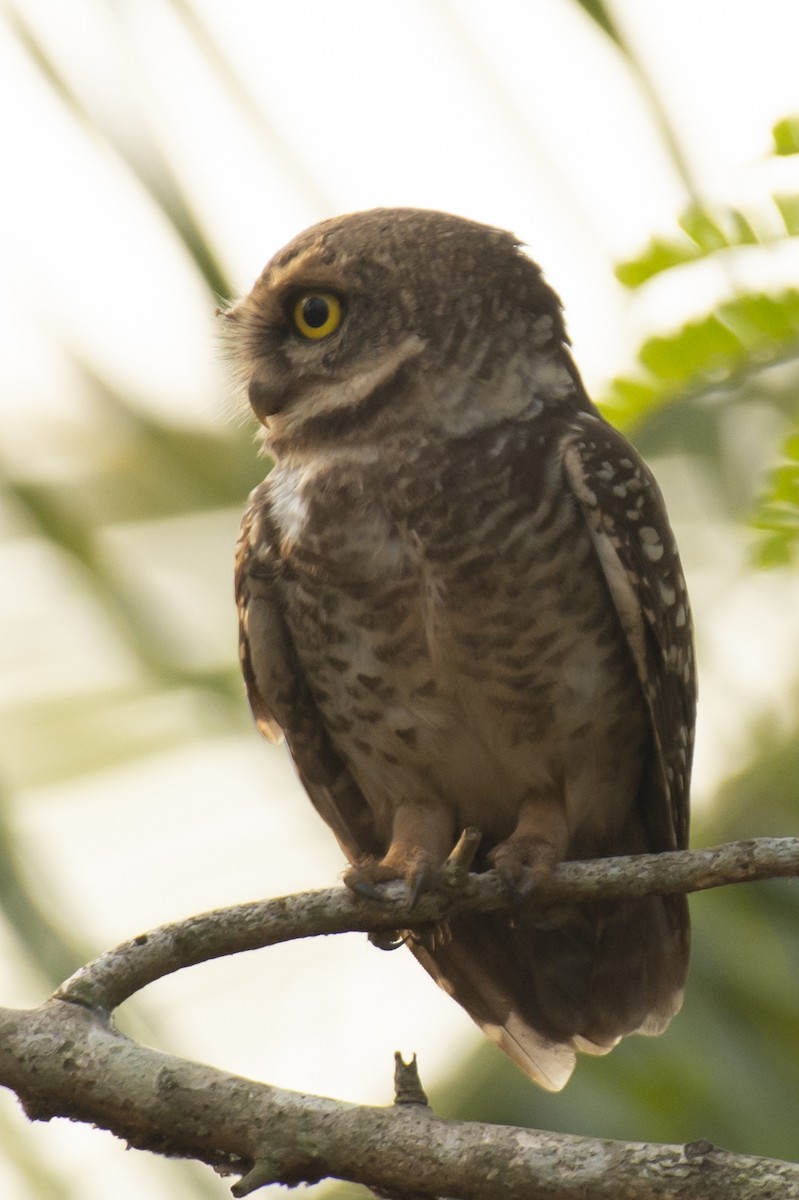 Spotted Owlet - ML640456189