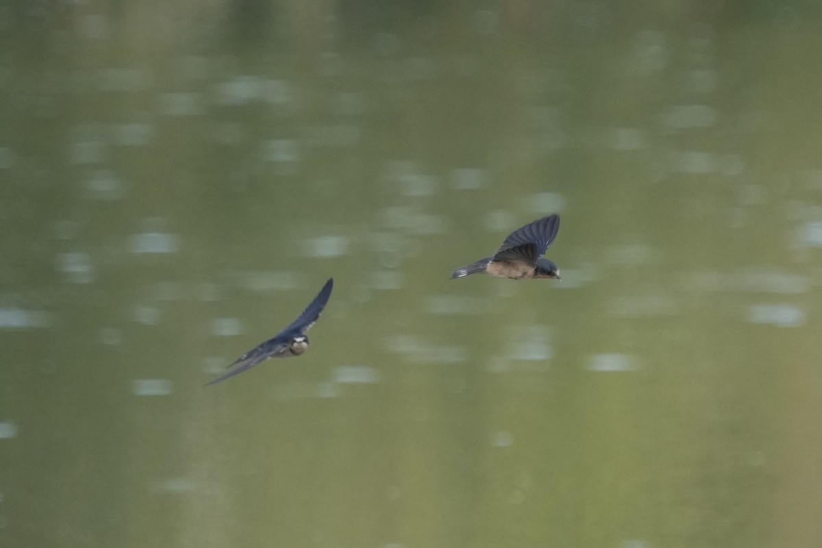 Ластівка сільська - ML640456190