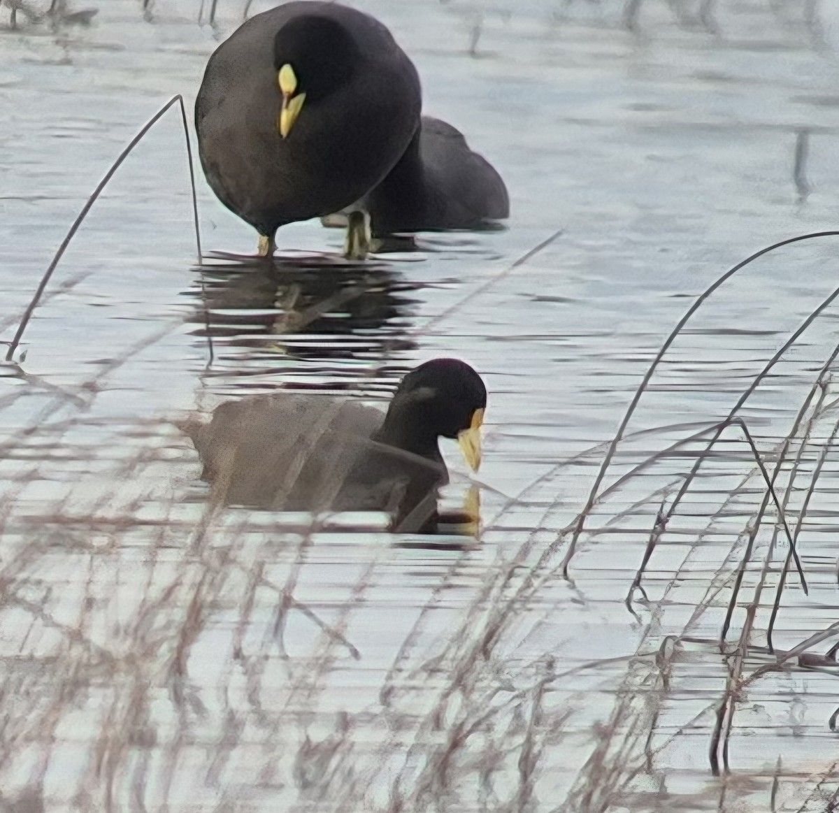 White-winged Coot - ML640456200