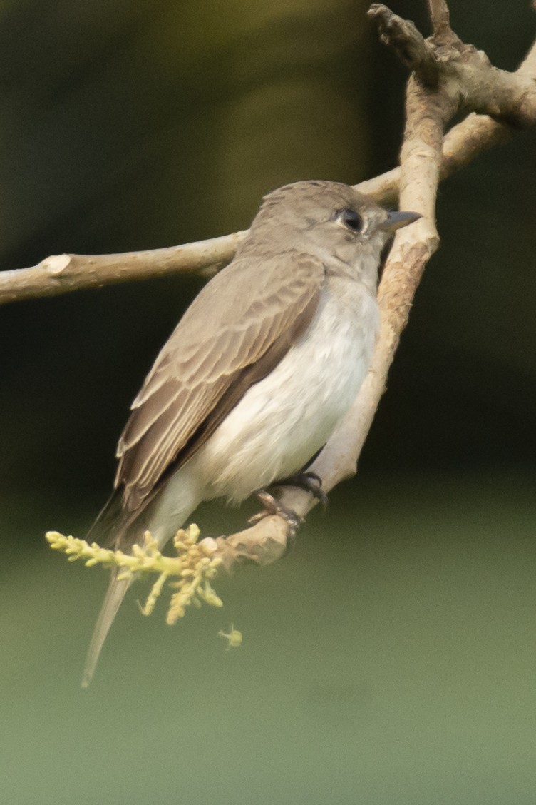 Asian Brown Flycatcher - ML640456222