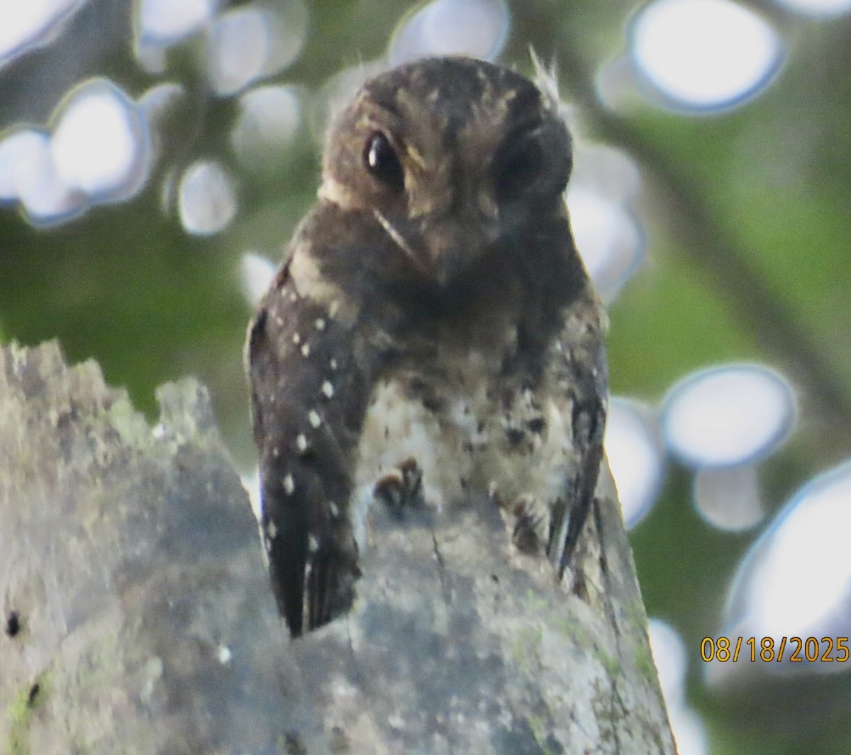 Moluccan Owlet-nightjar - ML640456321