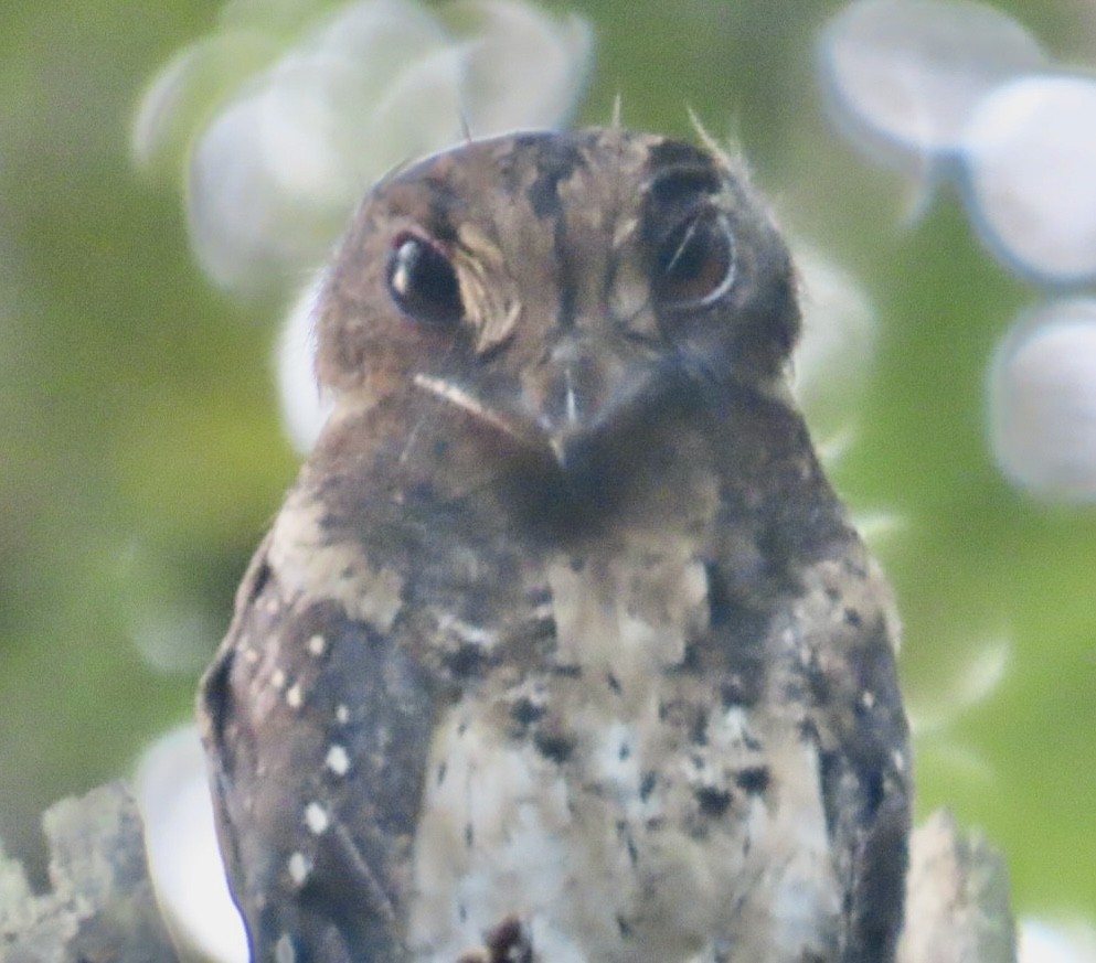 Moluccan Owlet-nightjar - ML640456322