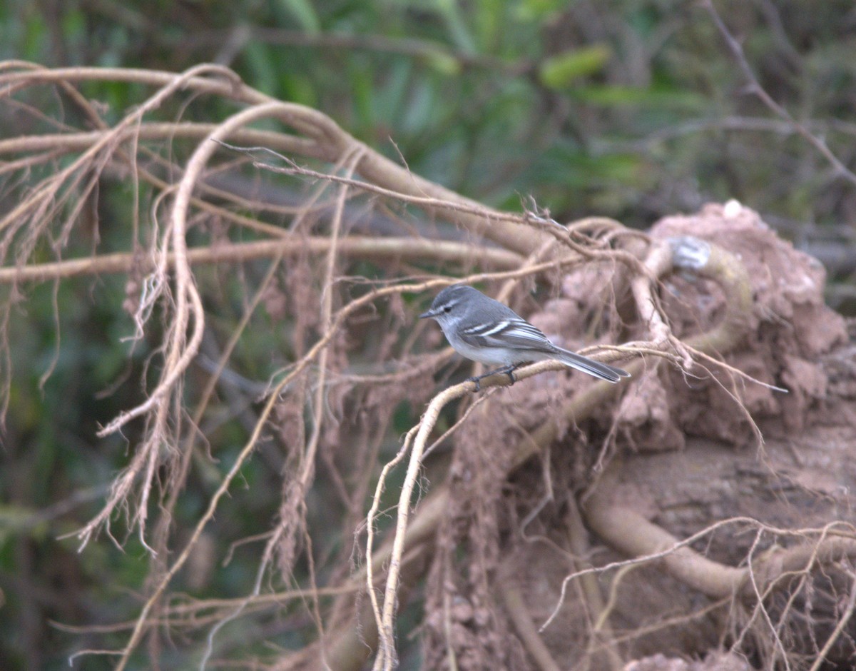 Ak Tepeli Tiranület - ML640456333