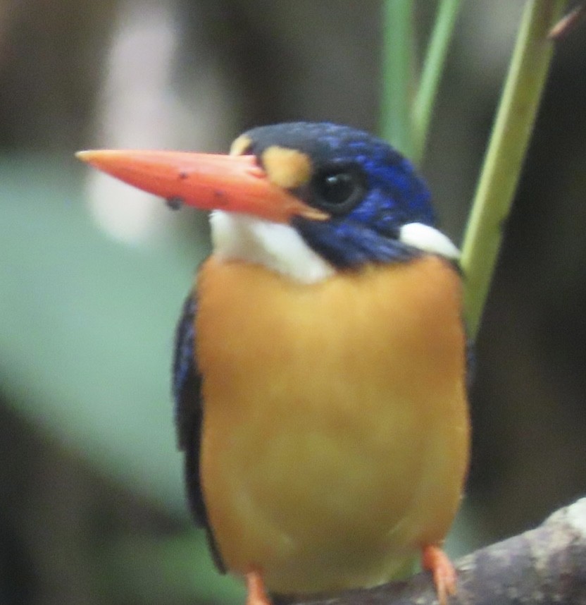 Moluccan Dwarf-Kingfisher (North Moluccan) - ML640456341