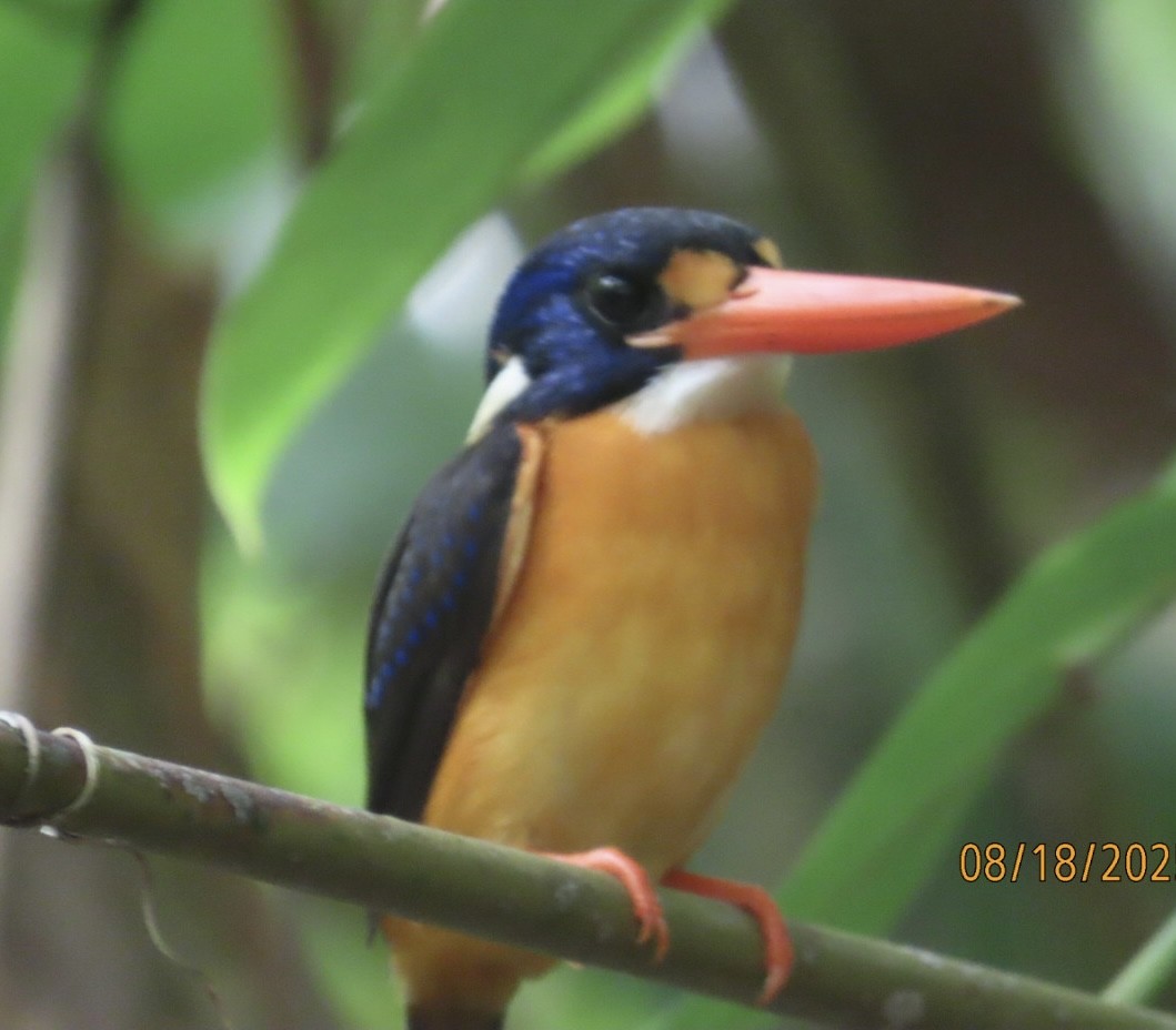 Moluccan Dwarf-Kingfisher (North Moluccan) - ML640456342
