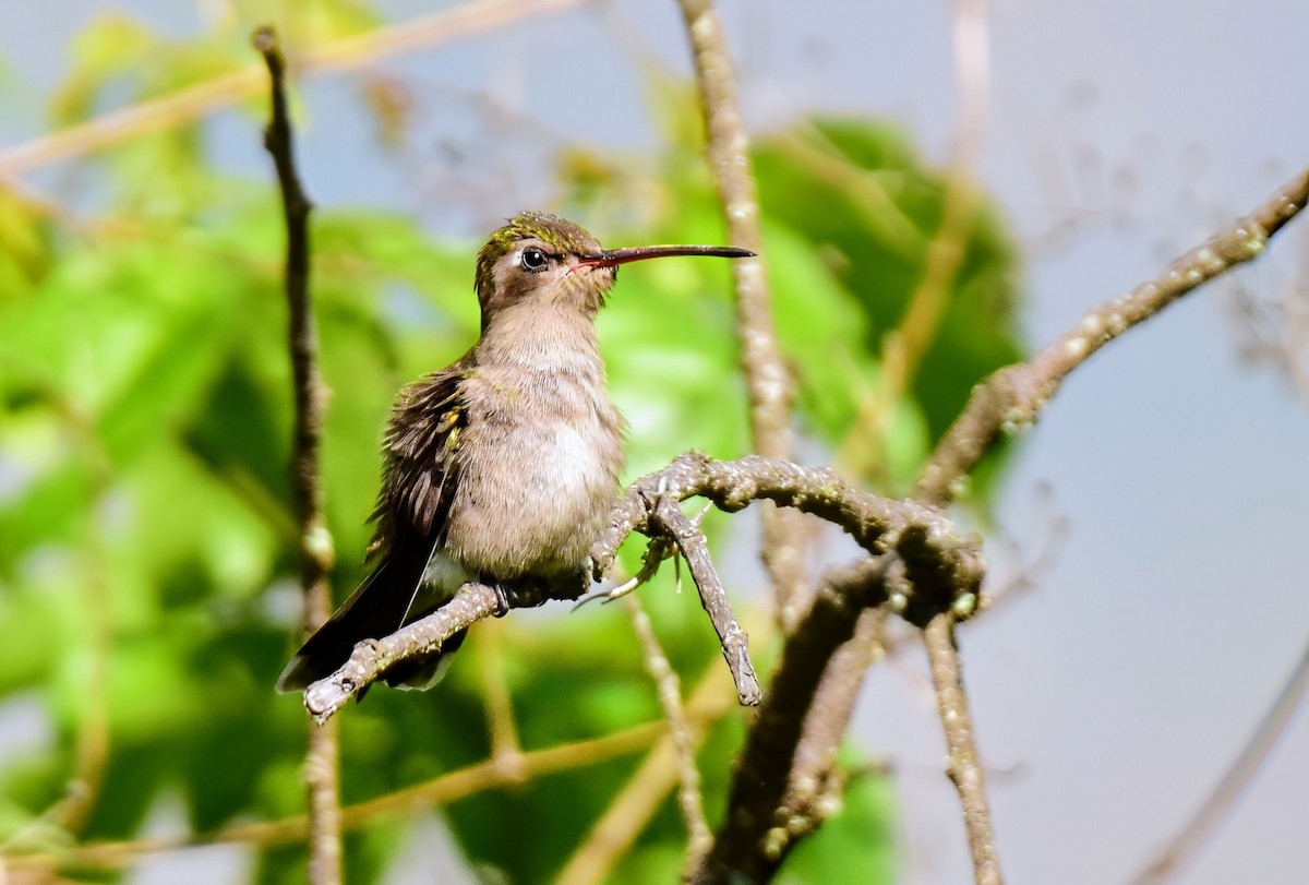 Dusky Hummingbird - ML640456363