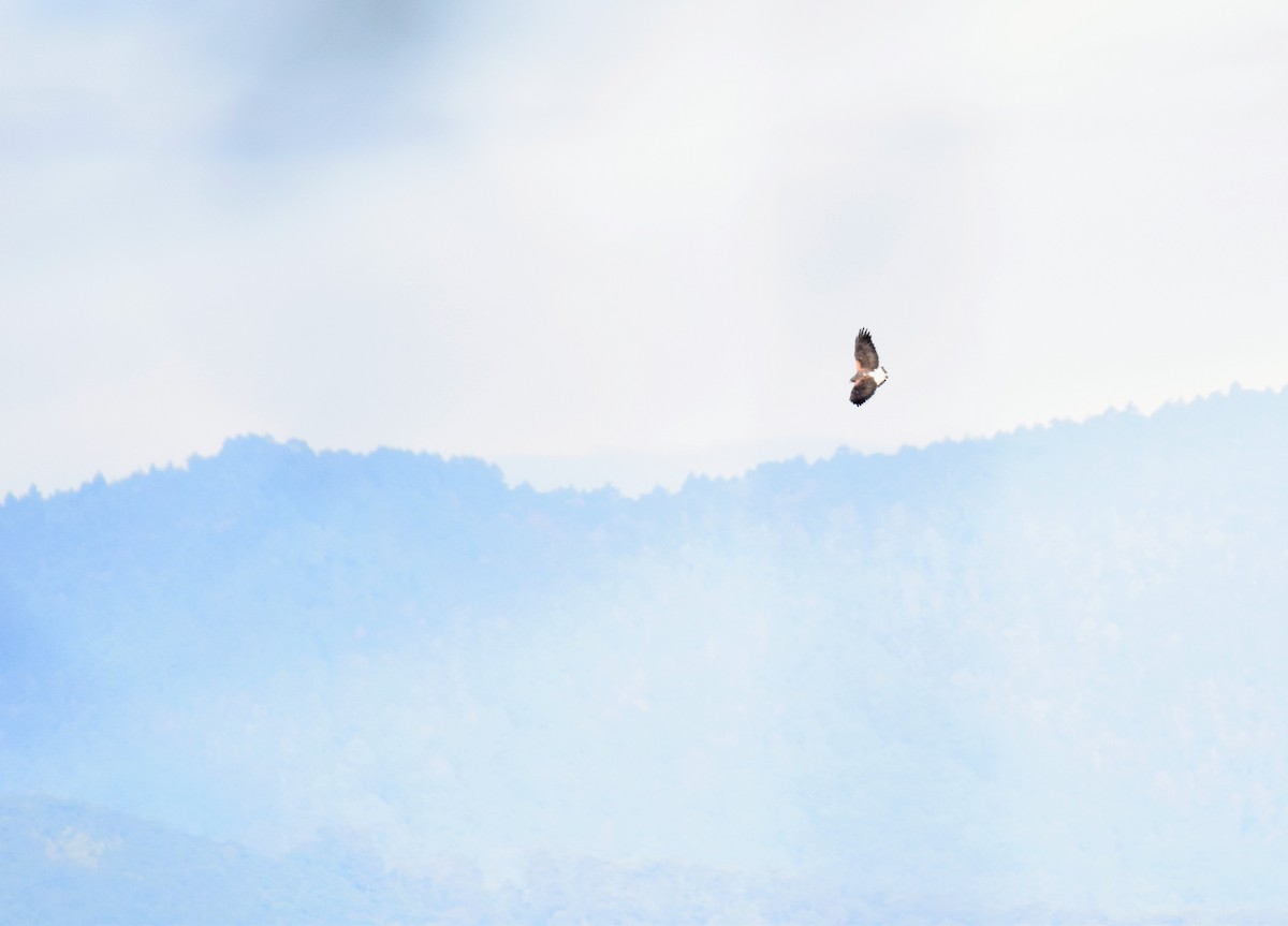 White-tailed Hawk - ML640456372